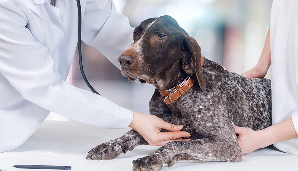 A vet is examining the dog's heart