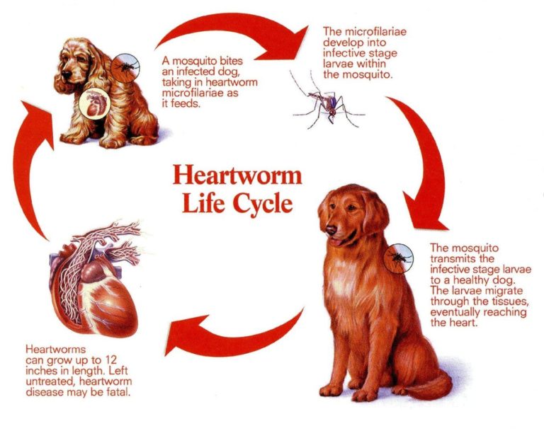 Intestinal Parasites  Dupont Veterinary Clinic