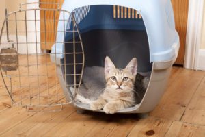 Cat inside cat carrier with door open, close-up