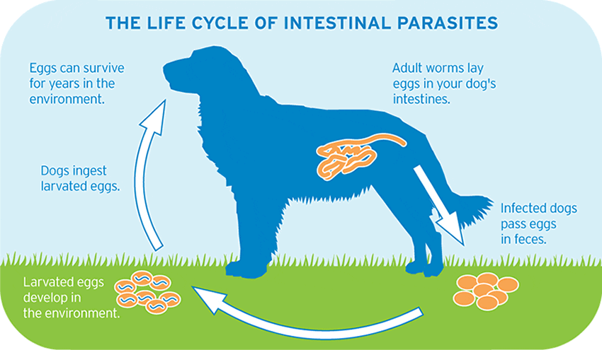 Treatment for dog shop worms in stool