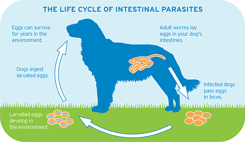 https://dupontvetclinic.com/wp-content/uploads/2023/04/internal_parasites_dogs.gif?utm_source=chatgpt.com