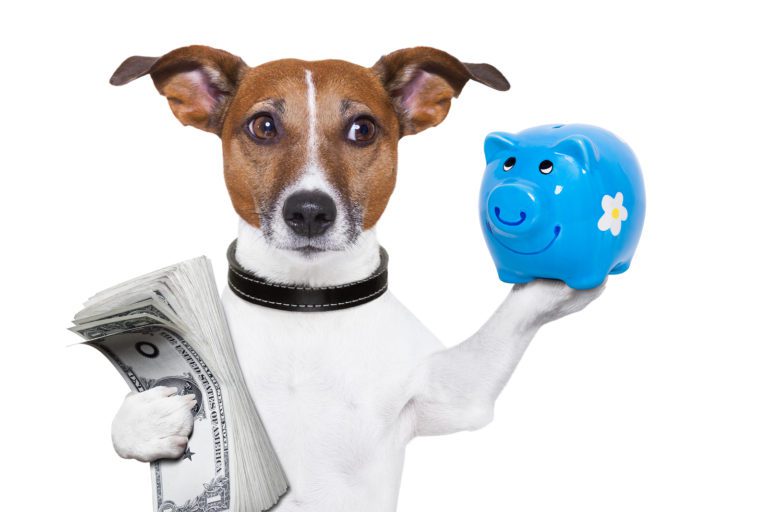 Pet Insurance: A Safety Net for Your Furry Bank Account