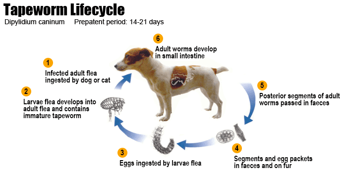 Canine tapeworm treatment best sale