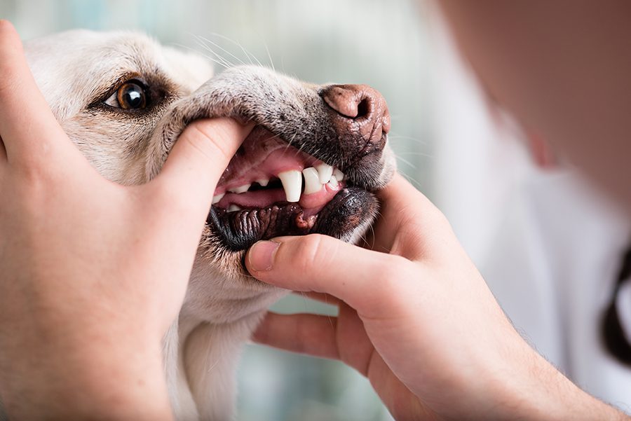 a dog getting teeth checked