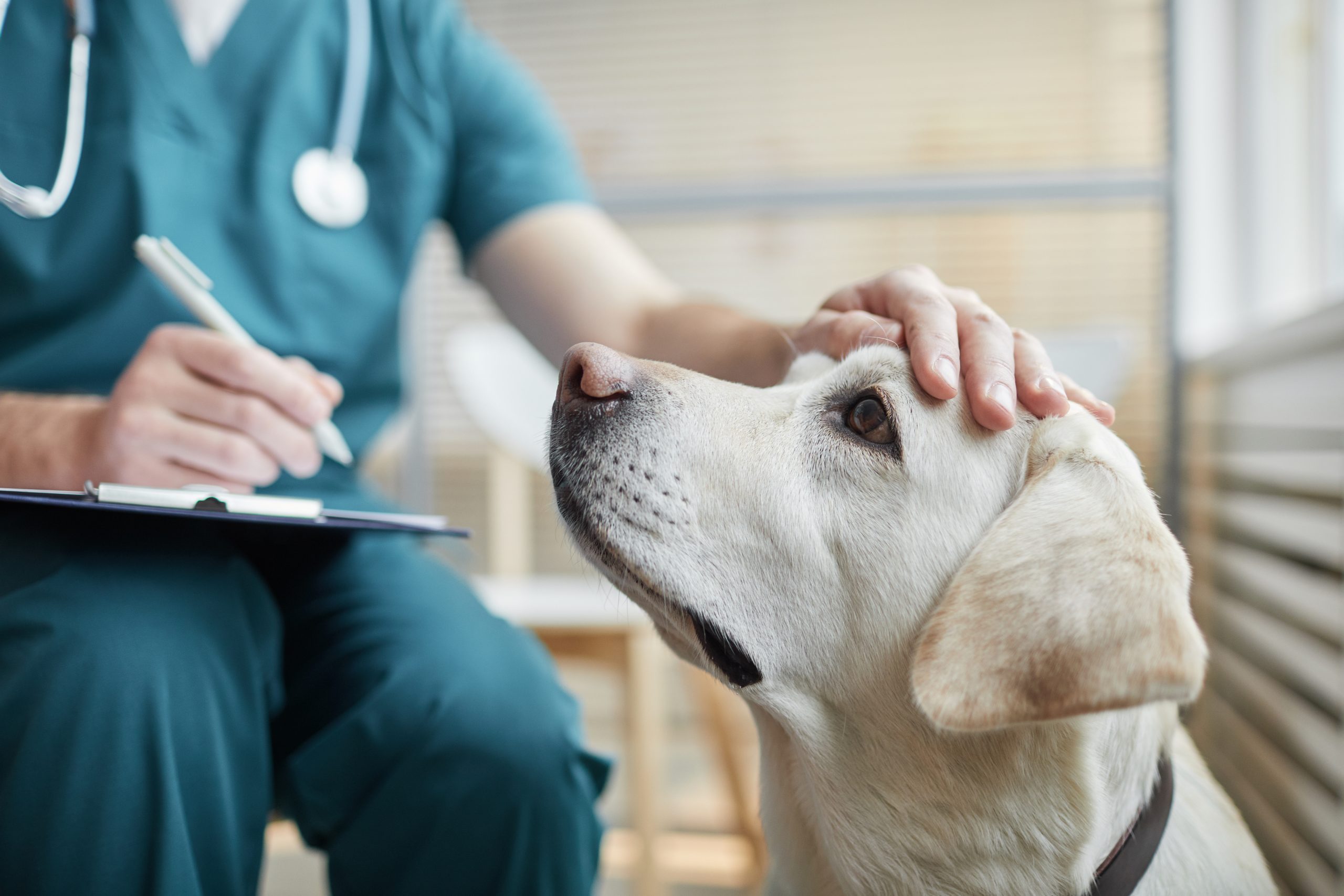 a vet petting a dog's head